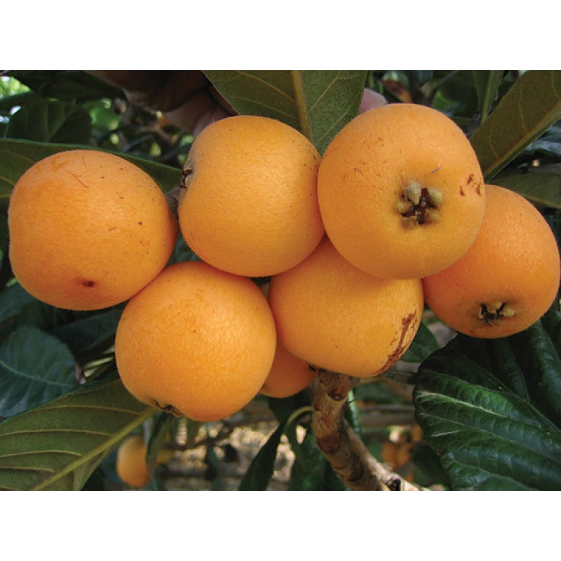 توضیحات