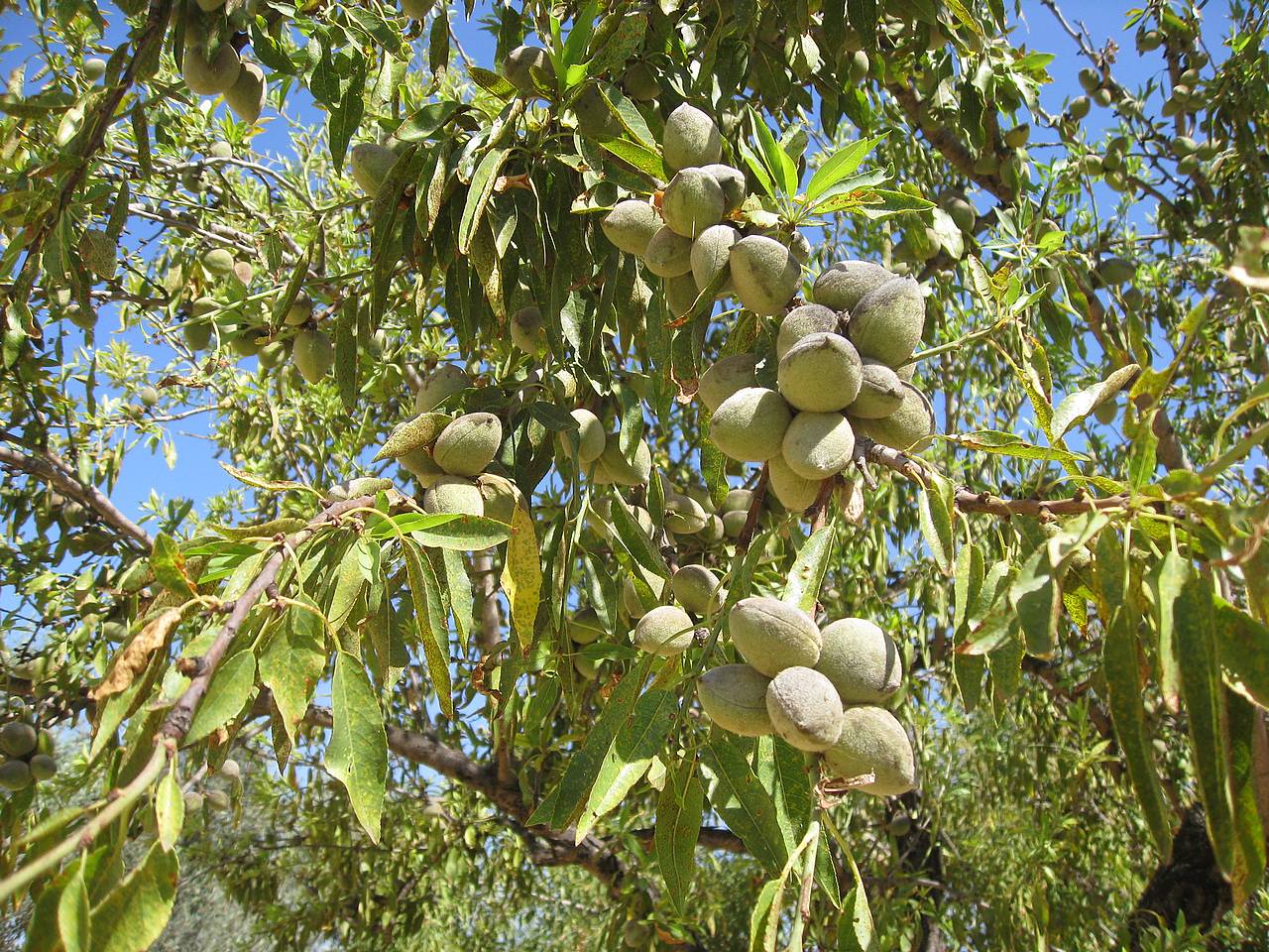 عنوان توضیحات