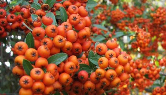 توضیحات