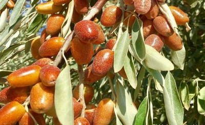 توضیحات