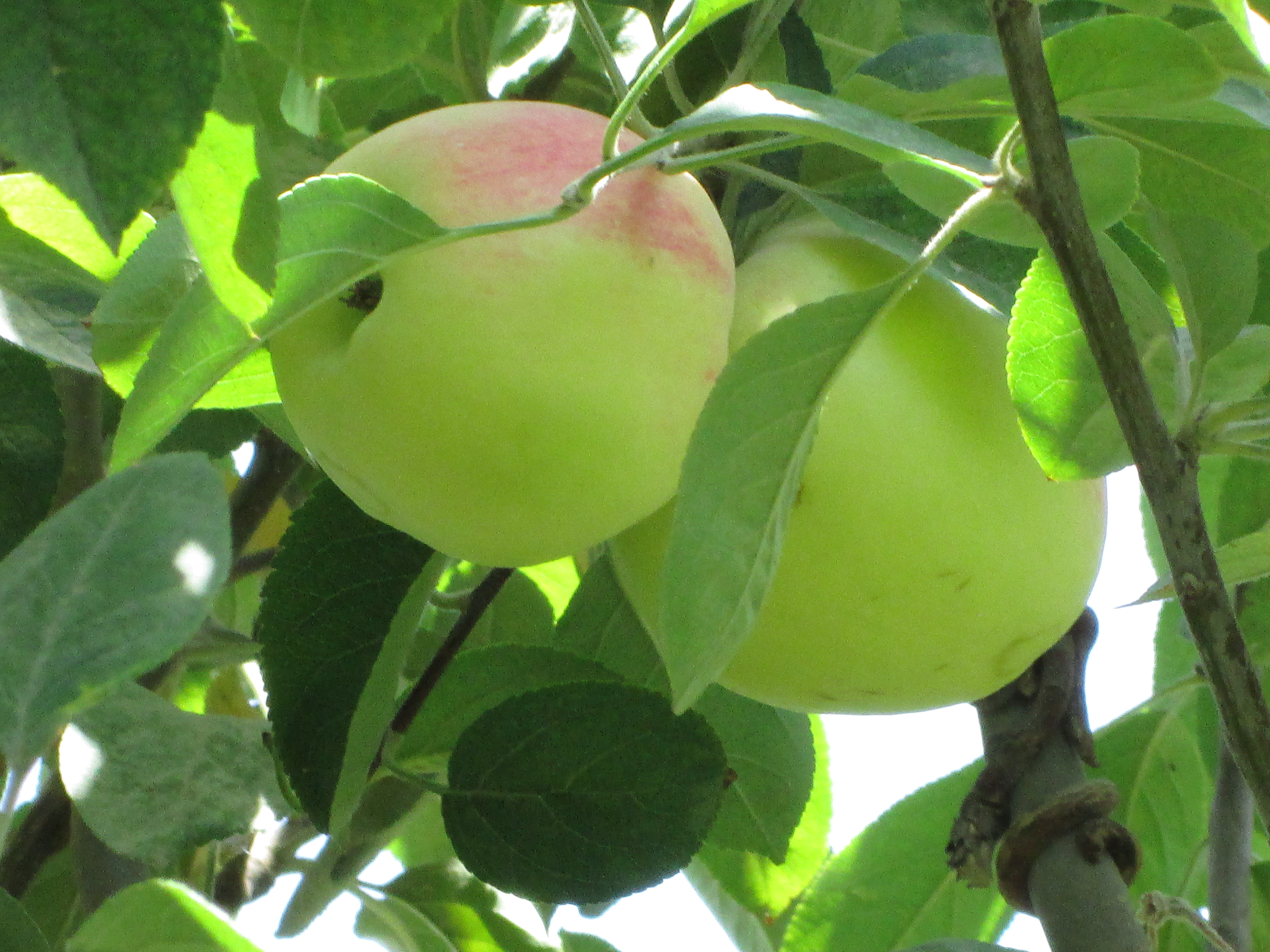 توضیحات