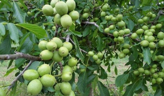 توضیحات