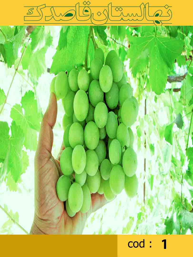  انگور وایت گلوب - نهال انگور وایت گلوب انگور با حبه های بسیار درشت و شیرین و گرد -دانه دار - میان رس 