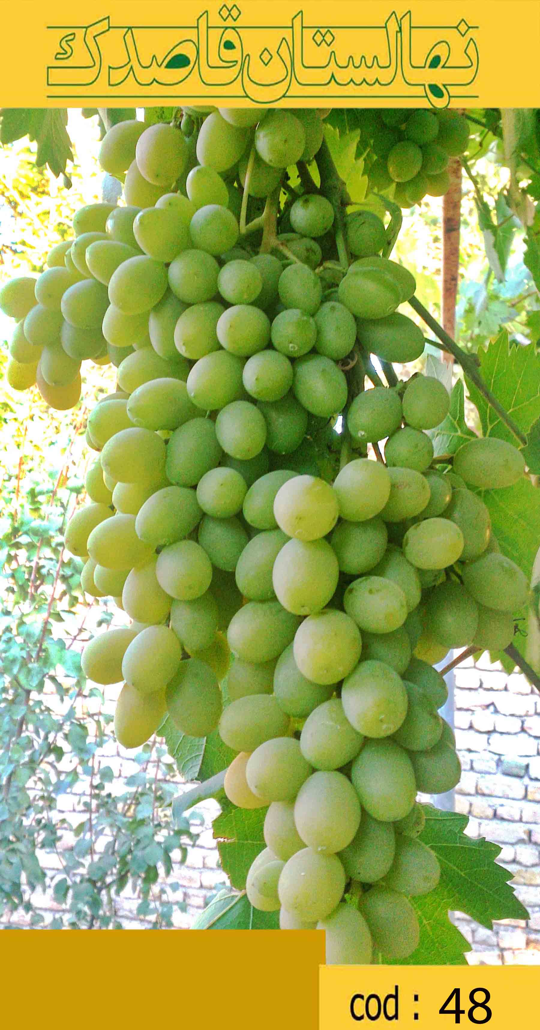   انگور شيرازي - انگوري با خوشه هاي بزرگ و سبز -پيش رس - دانه دار - مصرف تازه خوري 