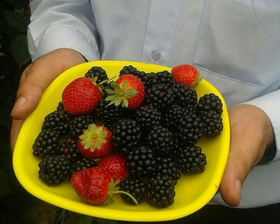  بلک بری 
