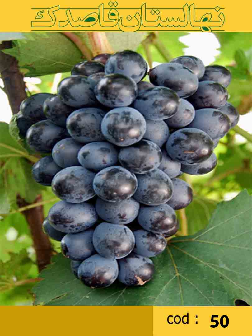  انگور ارمنی سیاه میان رس - پراب - پربار - مقاوم در برابر سفیدک - مناسب کشت در مناطق گرمسیر و شمال کشور