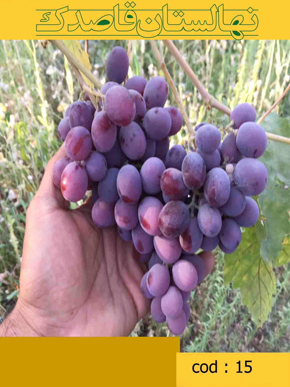  انگور طعم کیوی