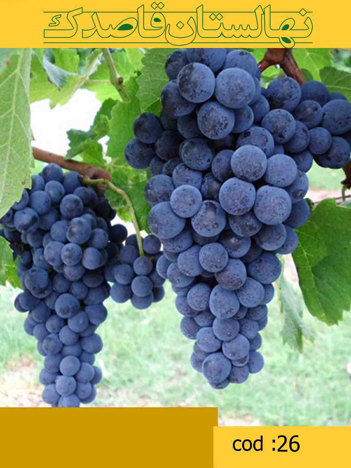  انگور کالیفرنیا (کد26)