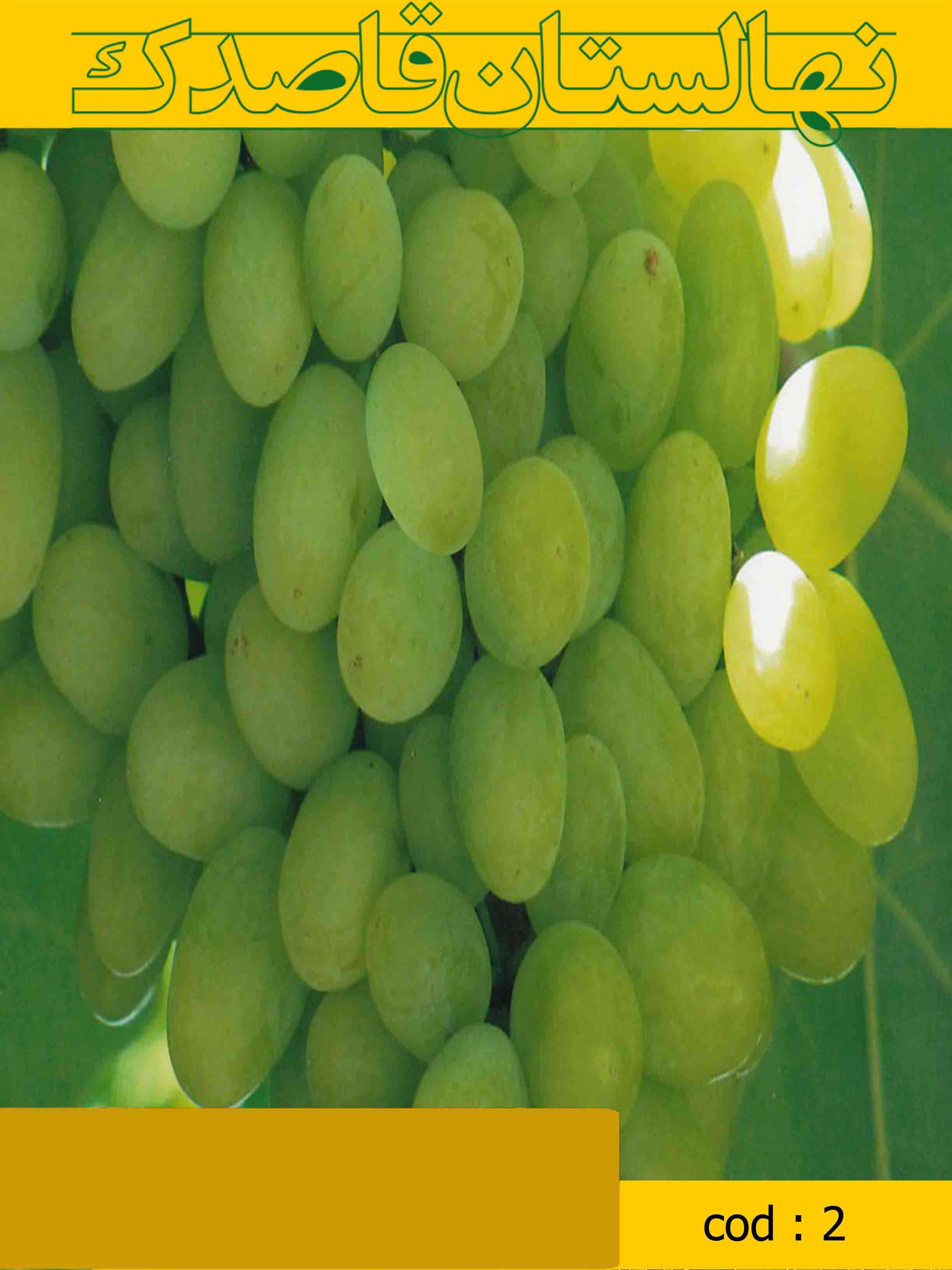  انگور خلیلی سبز (کد 2 )
