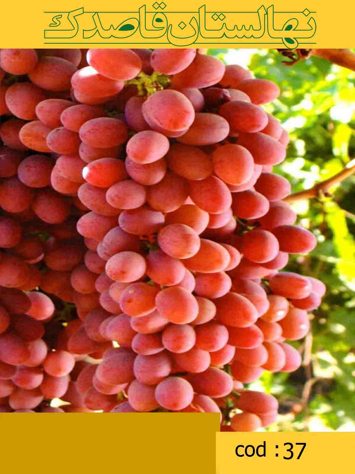  انگور رد سیدلس(کد37)